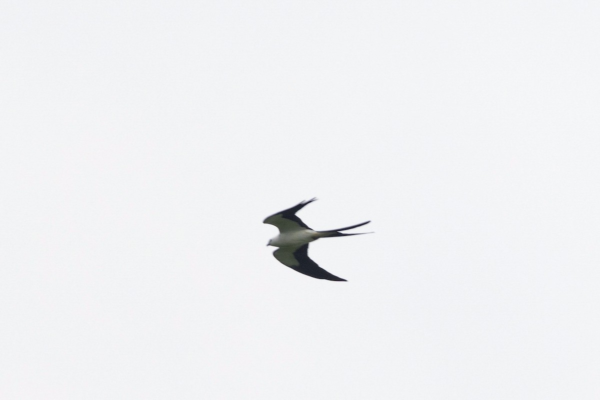Swallow-tailed Kite - ML615737630