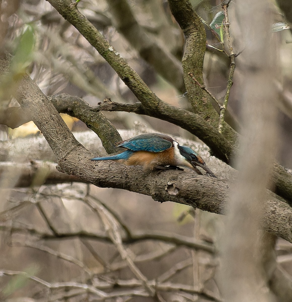 Sacred Kingfisher - ML615737635