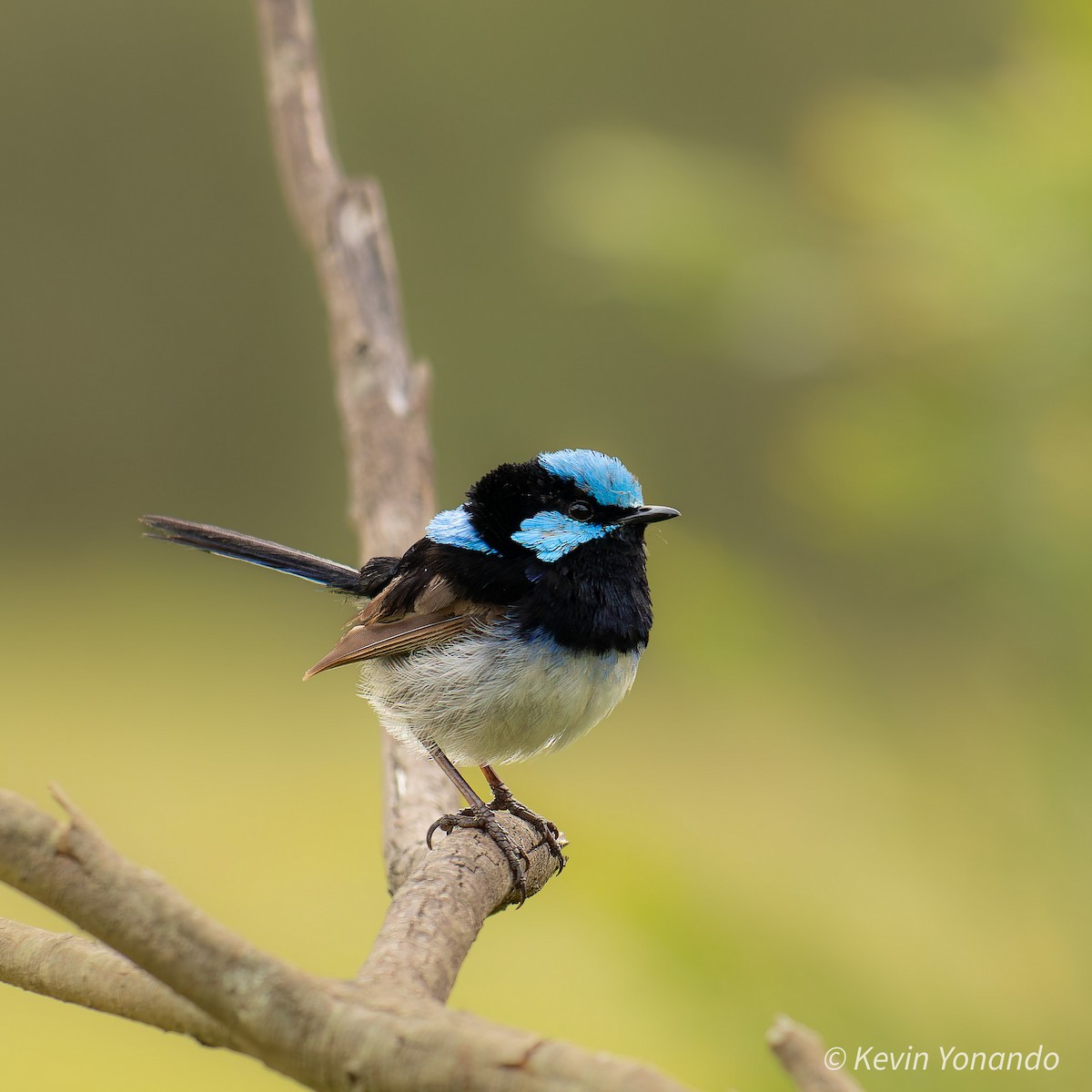 Superb Fairywren - Kevin Yonando