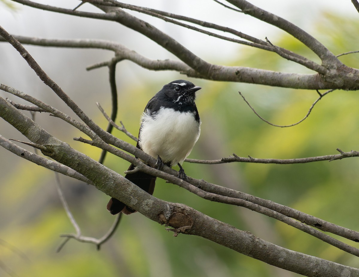 Willie-wagtail - Kevin Yonando