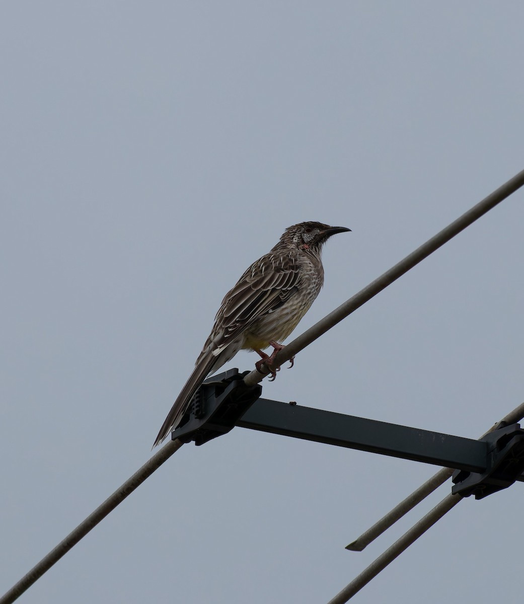 Red Wattlebird - ML615737649