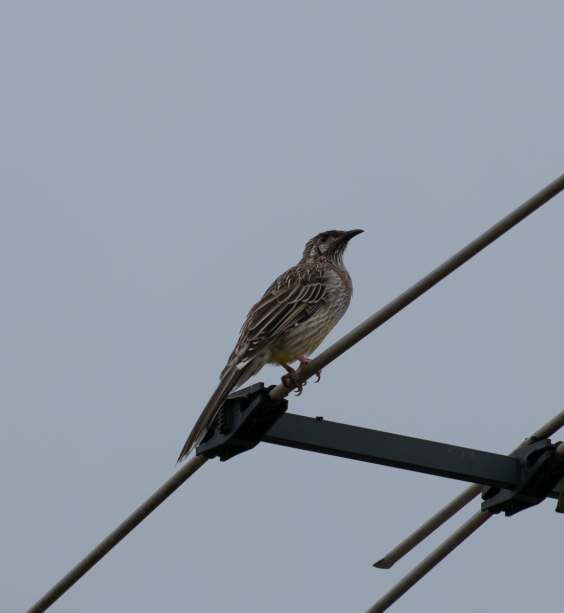 Red Wattlebird - ML615737650