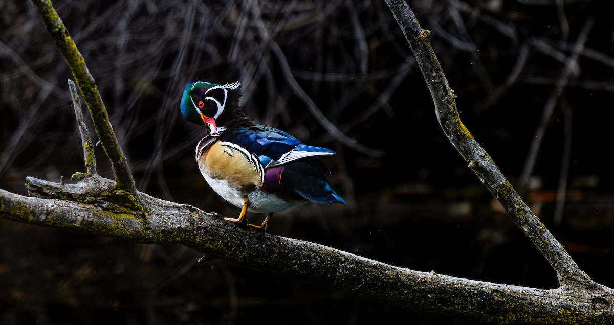 Wood Duck - Ken Miracle