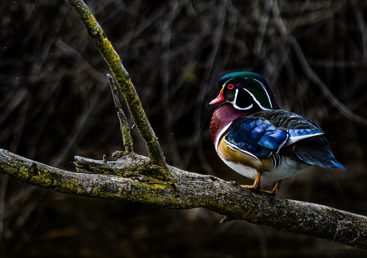 Wood Duck - ML615737681