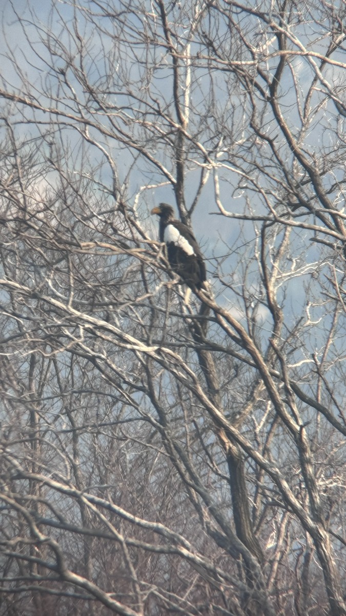 Steller's Sea-Eagle - Ashley Hopkins