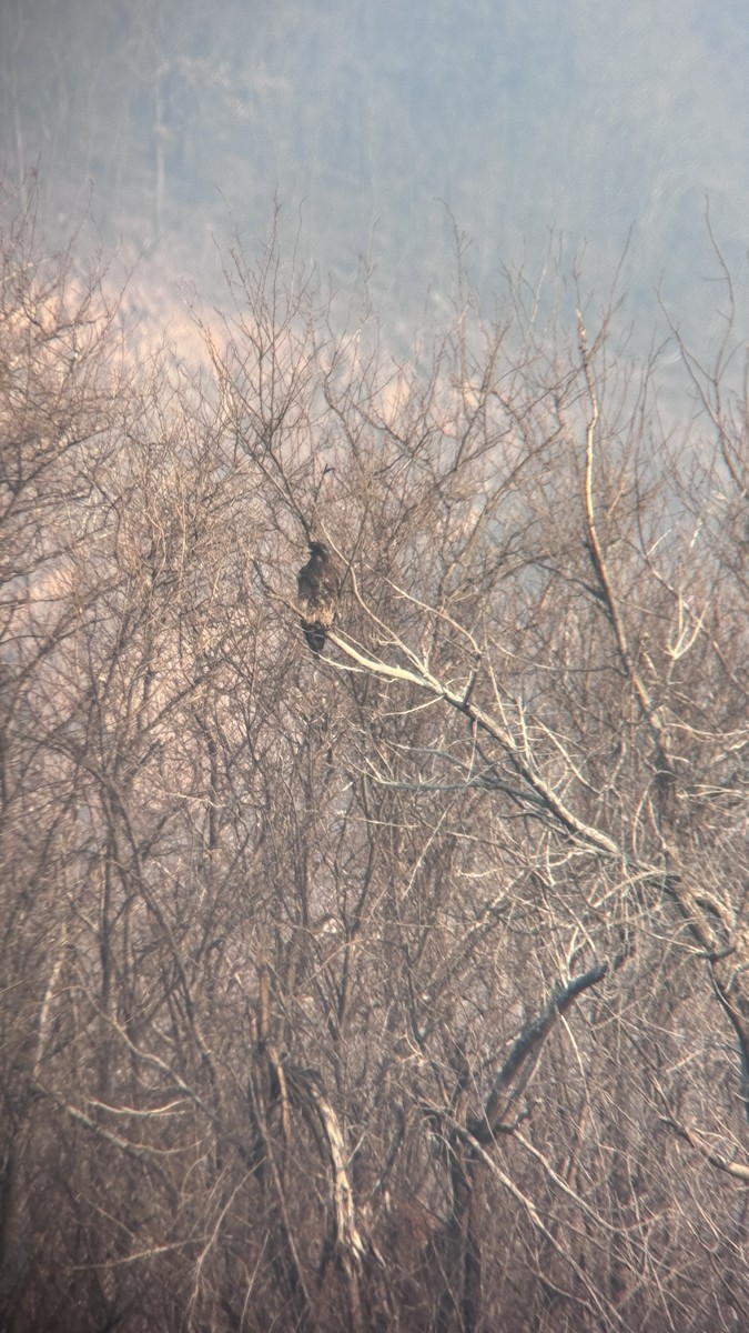 Steller's Sea-Eagle - ML615737720