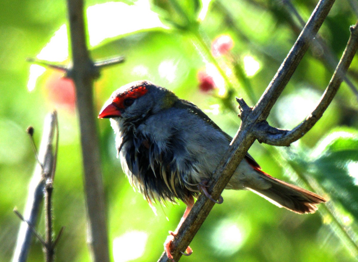 Red-browed Firetail - ML615737723
