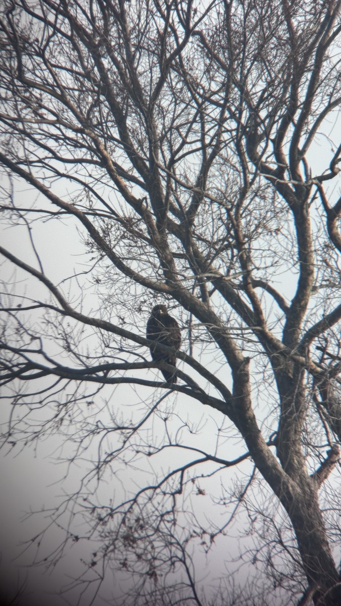 Greater Spotted Eagle - ML615737738