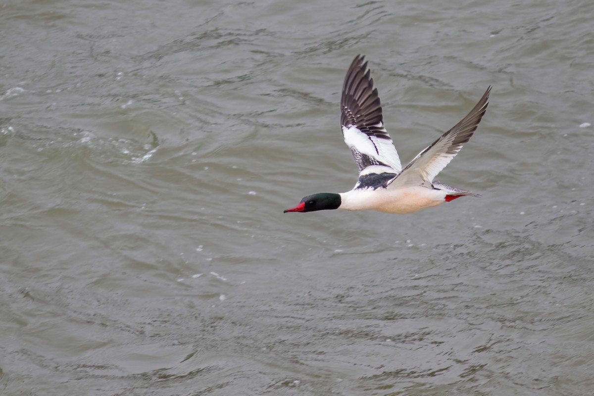 Common Merganser - ML615737748