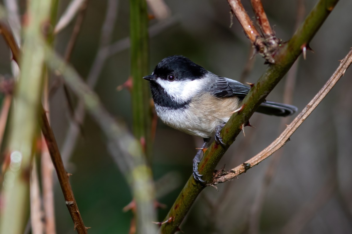 Black-capped Chickadee - ML615737756