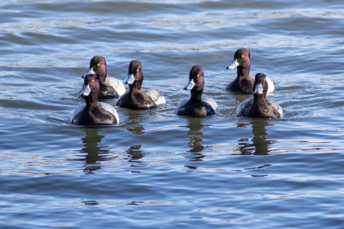 Lesser Scaup - ML615737761