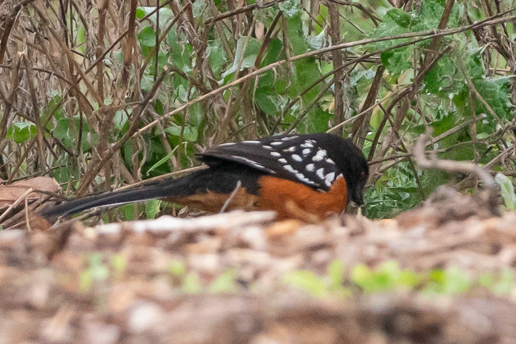 Spotted Towhee - ML615737787