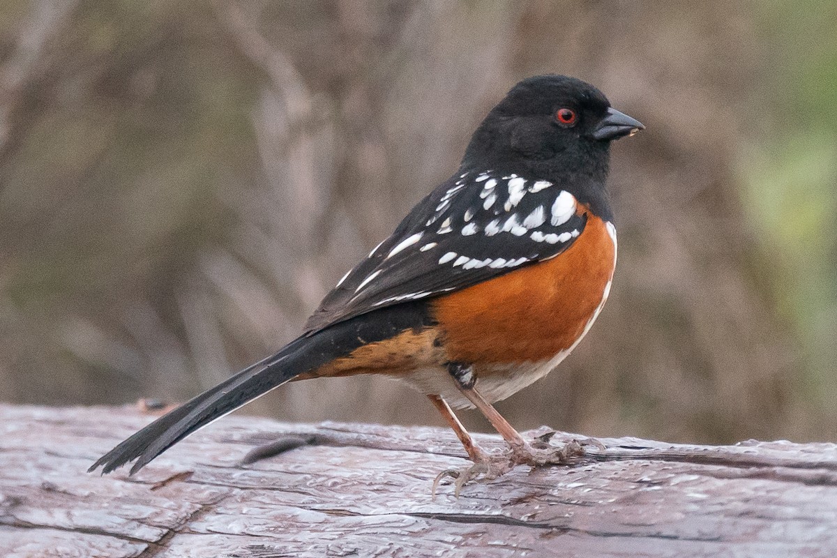 Spotted Towhee - ML615737788