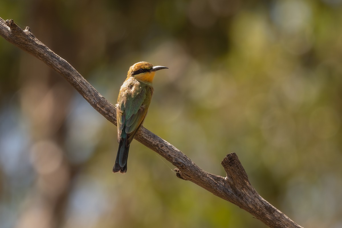 Rainbow Bee-eater - Jade Lakey