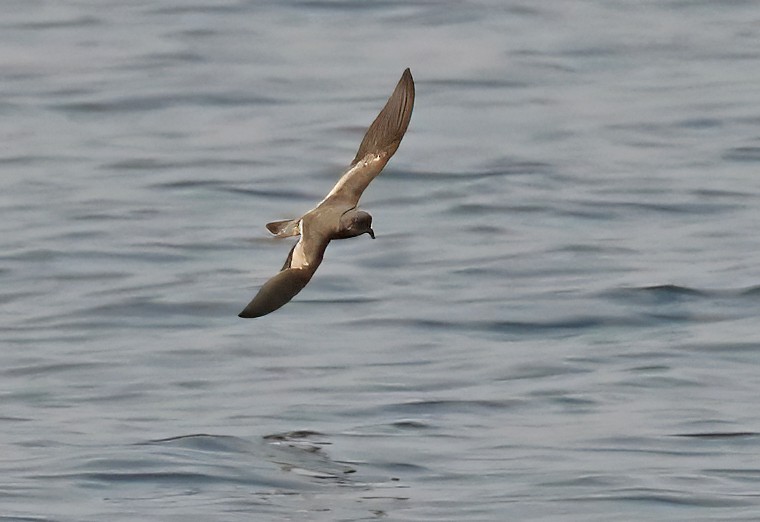 Ashy Storm-Petrel - Glen Tepke