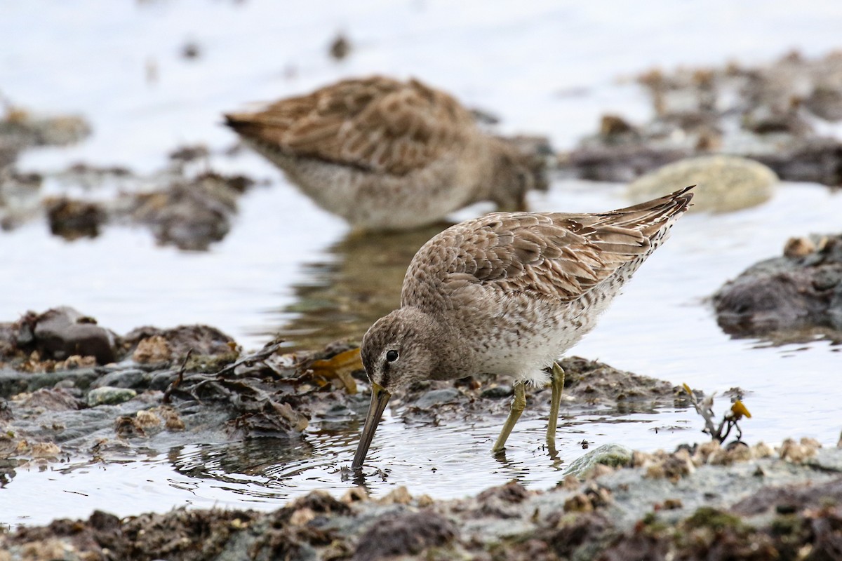 Short-billed Dowitcher - ML615737942