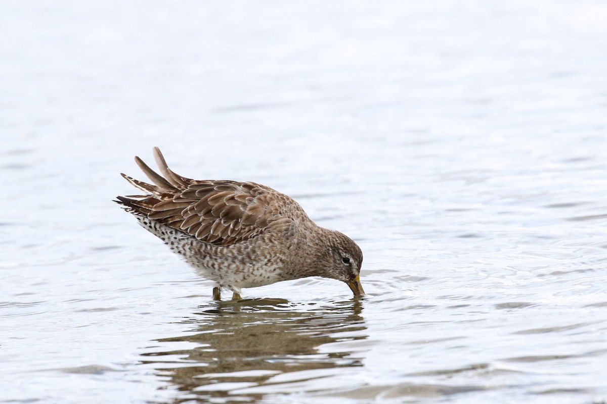 Short-billed Dowitcher - ML615737947