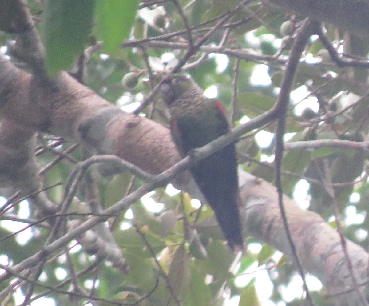 Dusky-headed Parakeet - Ben Sampson