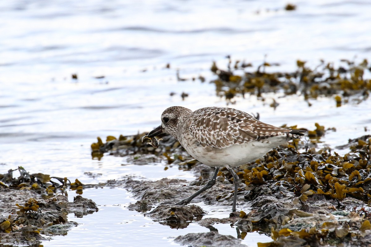 Black-bellied Plover - ML615737985