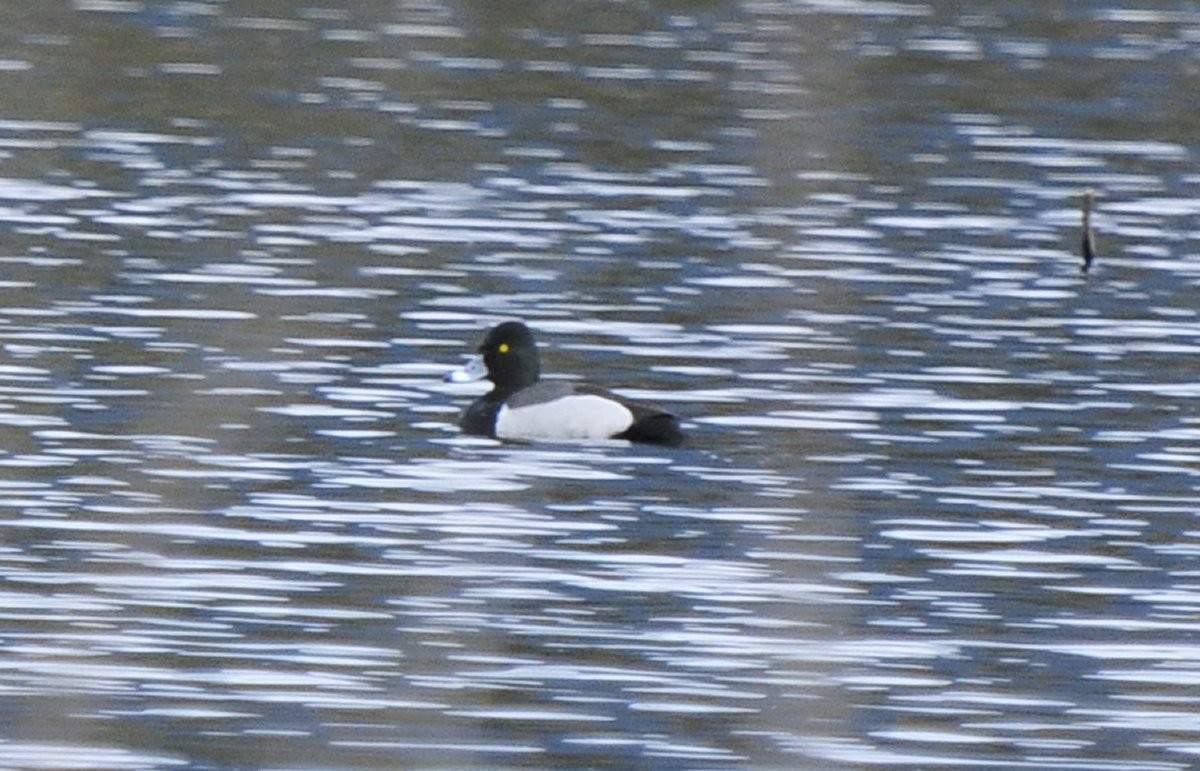 Ring-necked Duck x Greater Scaup (hybrid) - ML615737995