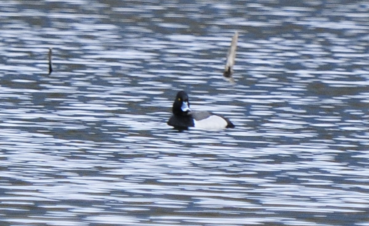 Ring-necked Duck x Greater Scaup (hybrid) - ML615737996