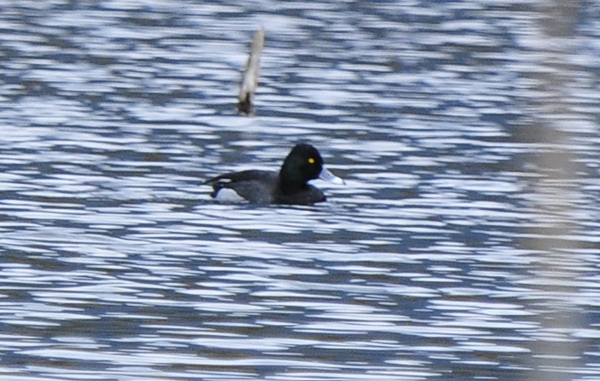 Ring-necked Duck x Greater Scaup (hybrid) - ML615737997