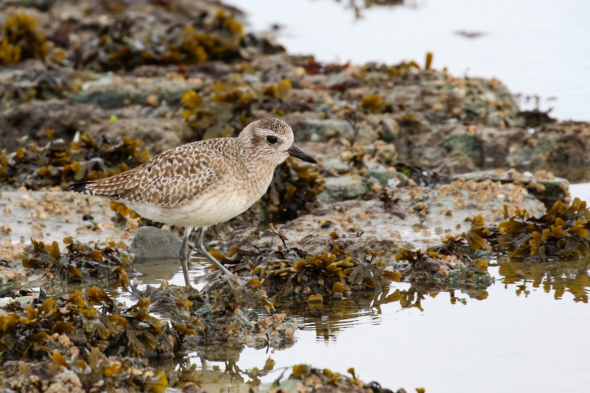 Black-bellied Plover - ML615738001