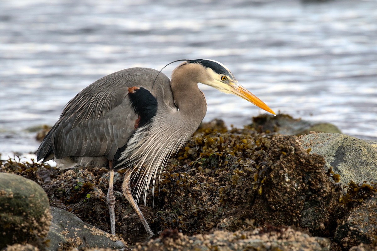 Great Blue Heron - ML615738015