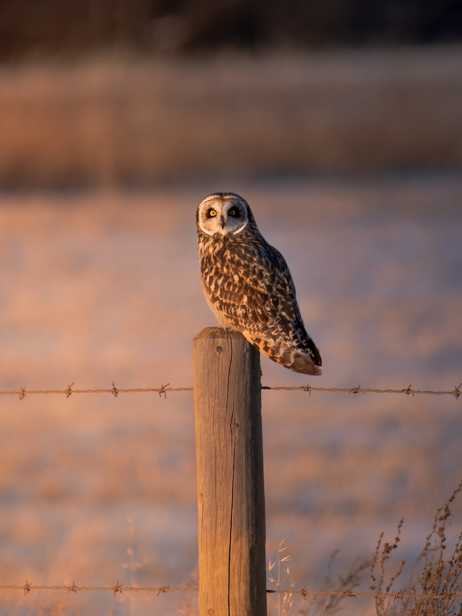 Short-eared Owl - ML615738023