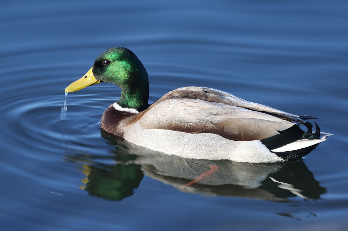 Mallard - Greg Cross