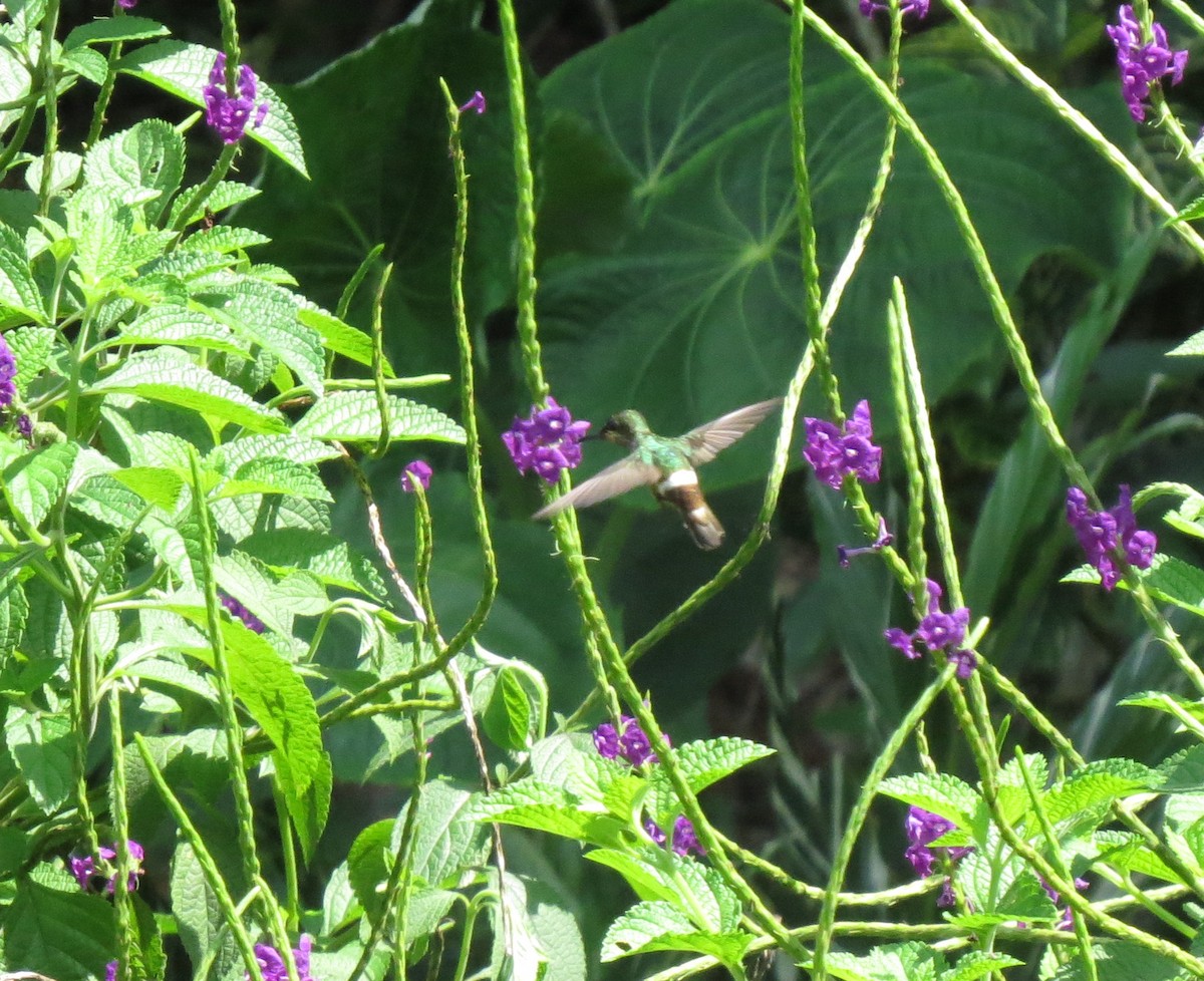 Butterfly Coquette - Ben Sampson