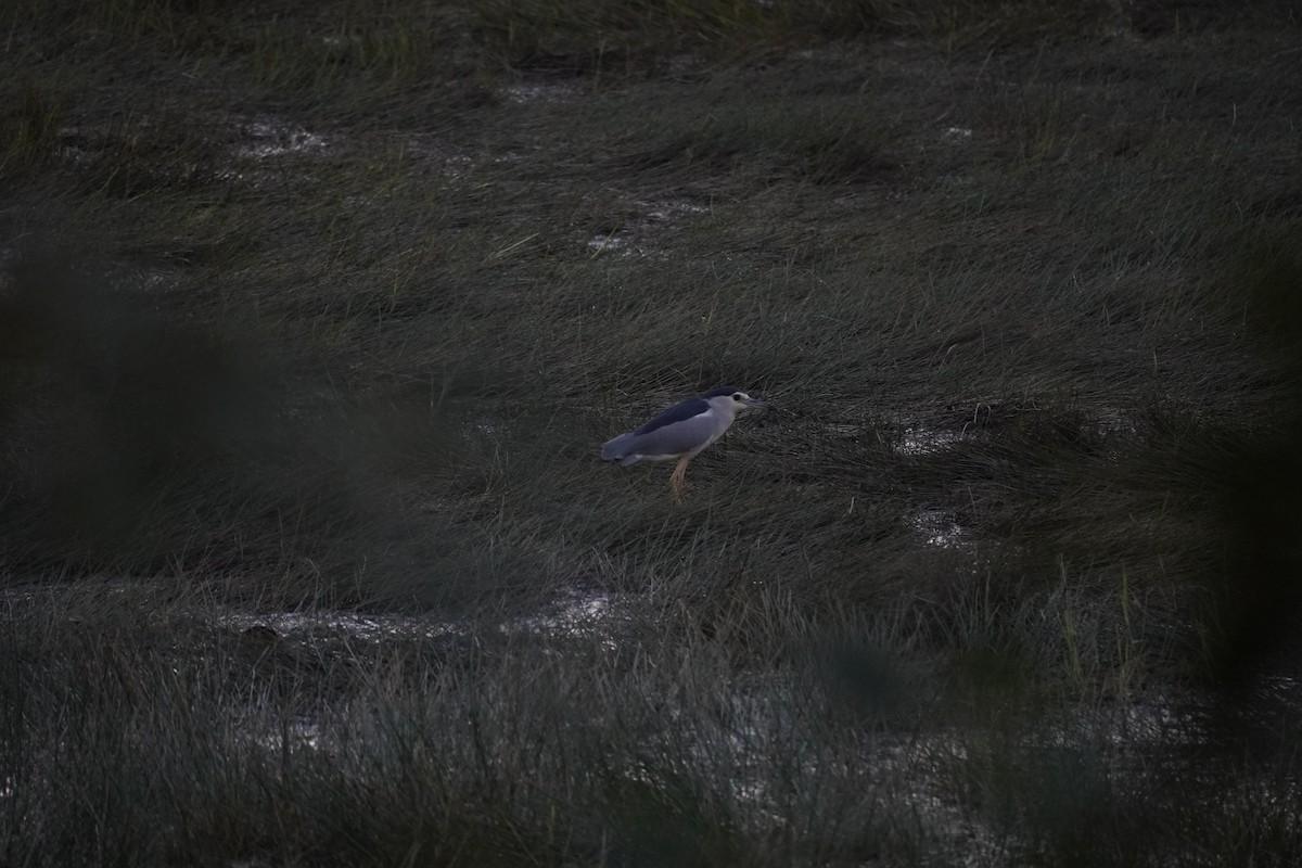 Black-crowned Night Heron - Reginald  Valdar