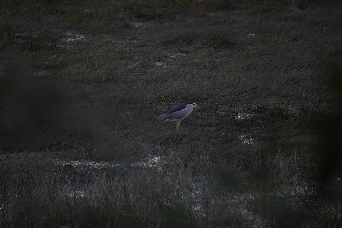 Black-crowned Night Heron - ML615738104