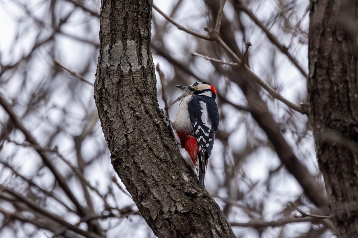 Great Spotted Woodpecker - ML615738143