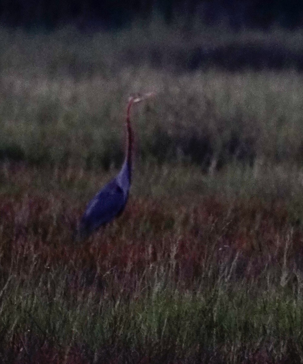 Purple Heron - Reginald  Valdar