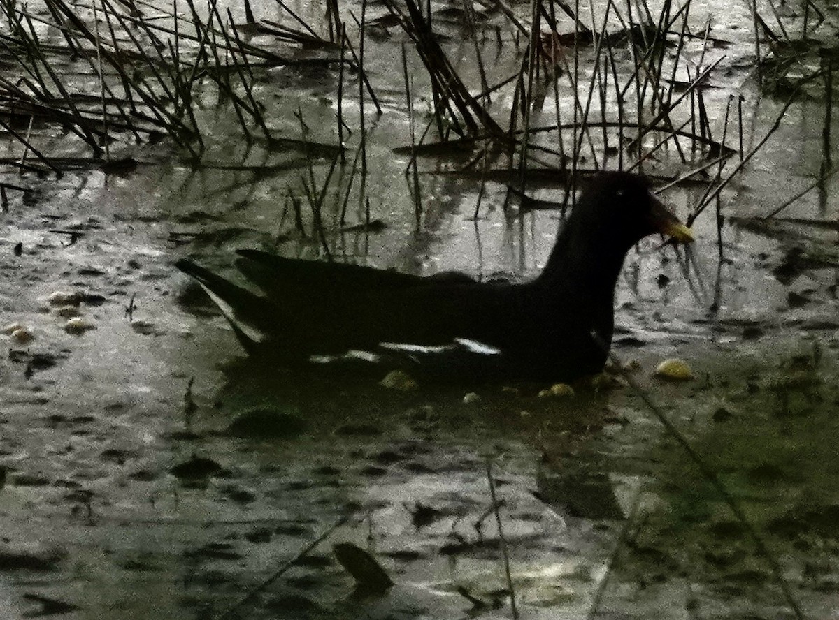 Eurasian Moorhen - Reginald  Valdar