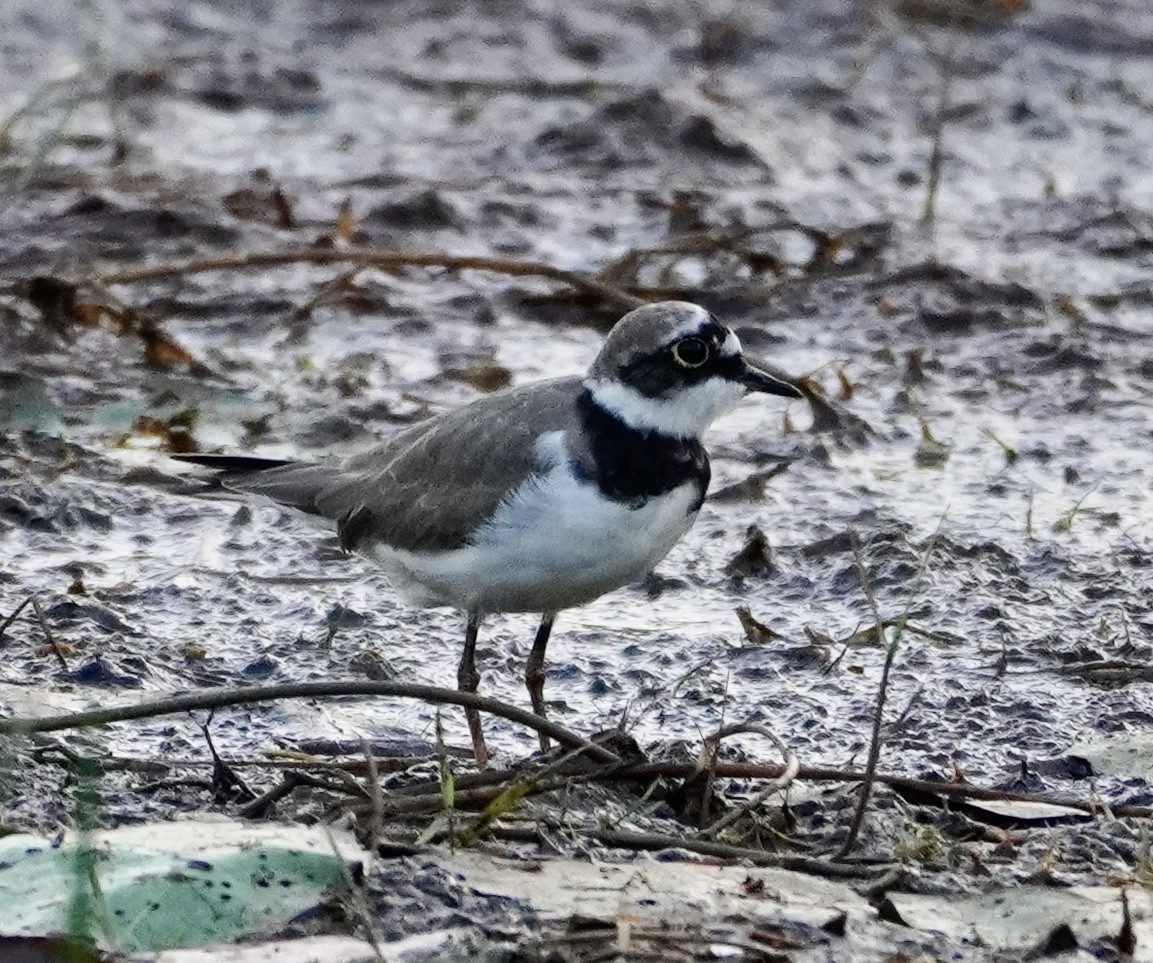 Little Ringed Plover - Reginald  Valdar