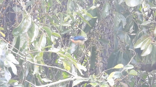 Fire-breasted Flowerpecker - ML615738346