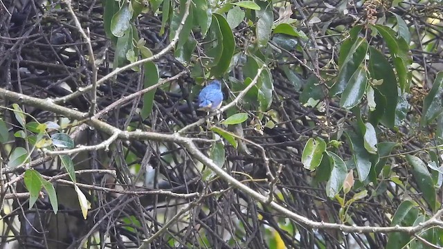 Fire-breasted Flowerpecker - ML615738347