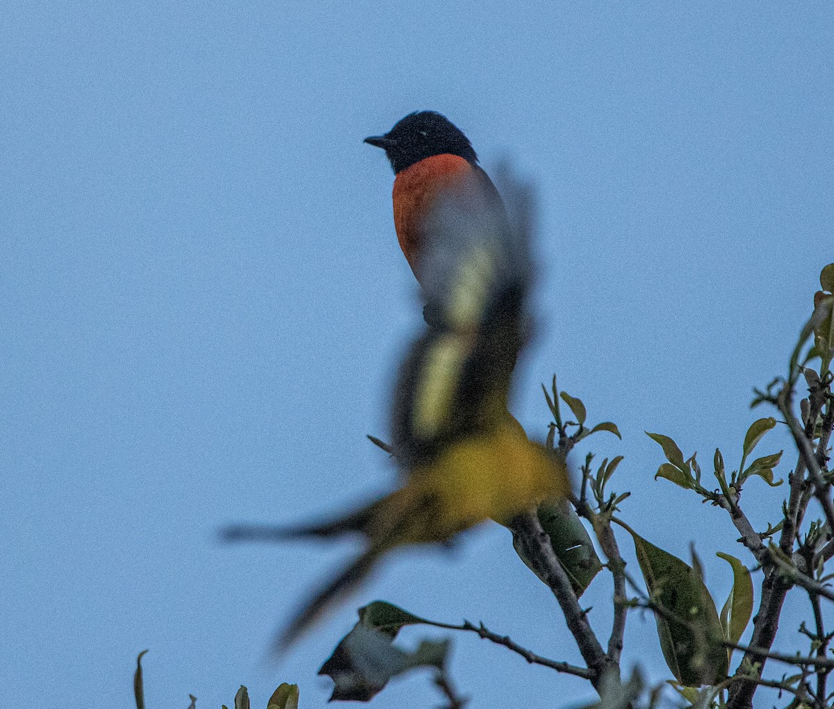 Orange Minivet - Shashank  Mb