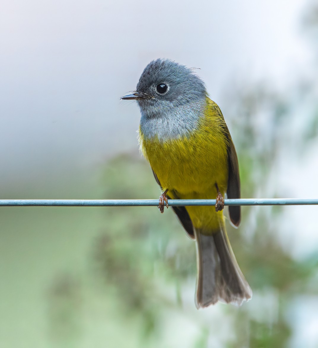 Gray-headed Canary-Flycatcher - Shashank  Mb