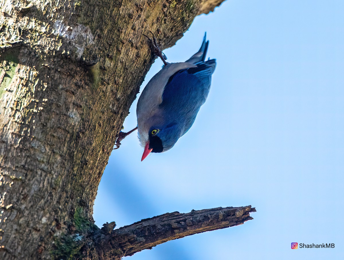 Velvet-fronted Nuthatch - ML615738365