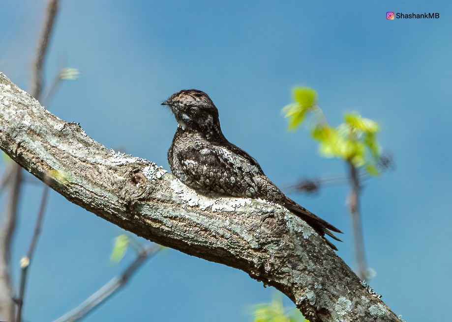 Jungle Nightjar - Shashank  Mb