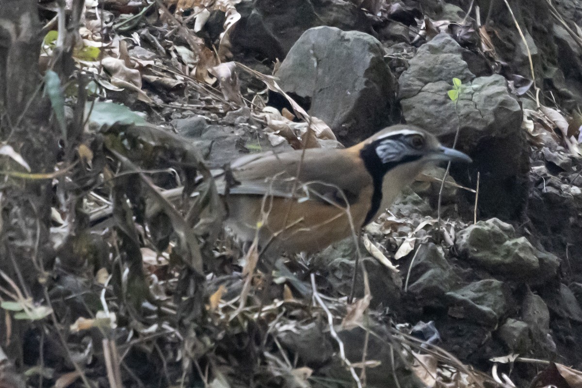 Greater Necklaced Laughingthrush - Dr. Amitava Roy