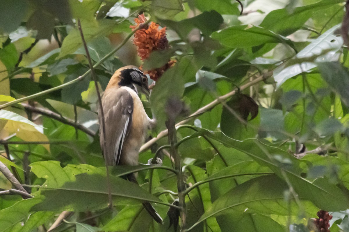 Greater Necklaced Laughingthrush - ML615738384