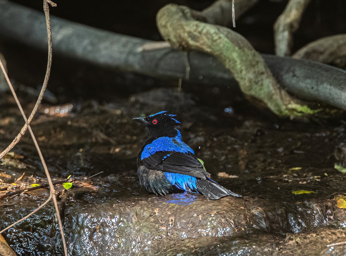 Asian Fairy-bluebird - Shashank  Mb