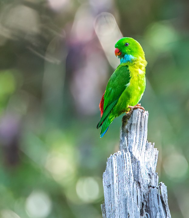 Vernal Hanging-Parrot - Shashank  Mb