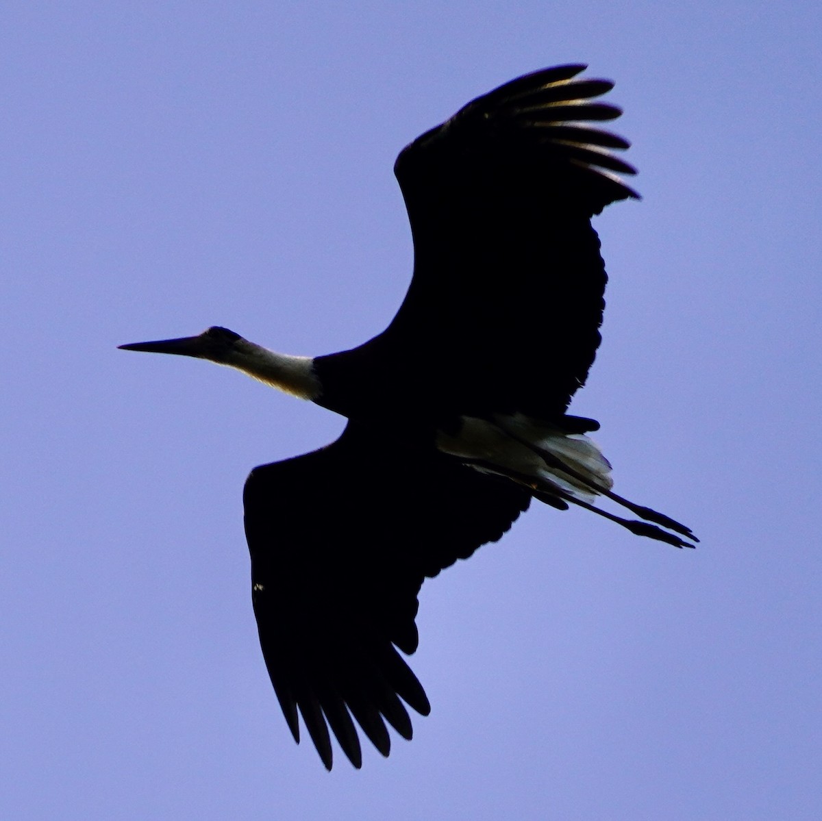 Asian Woolly-necked Stork - ML615738392