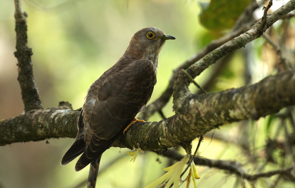 Common Hawk-Cuckoo - ML615738396