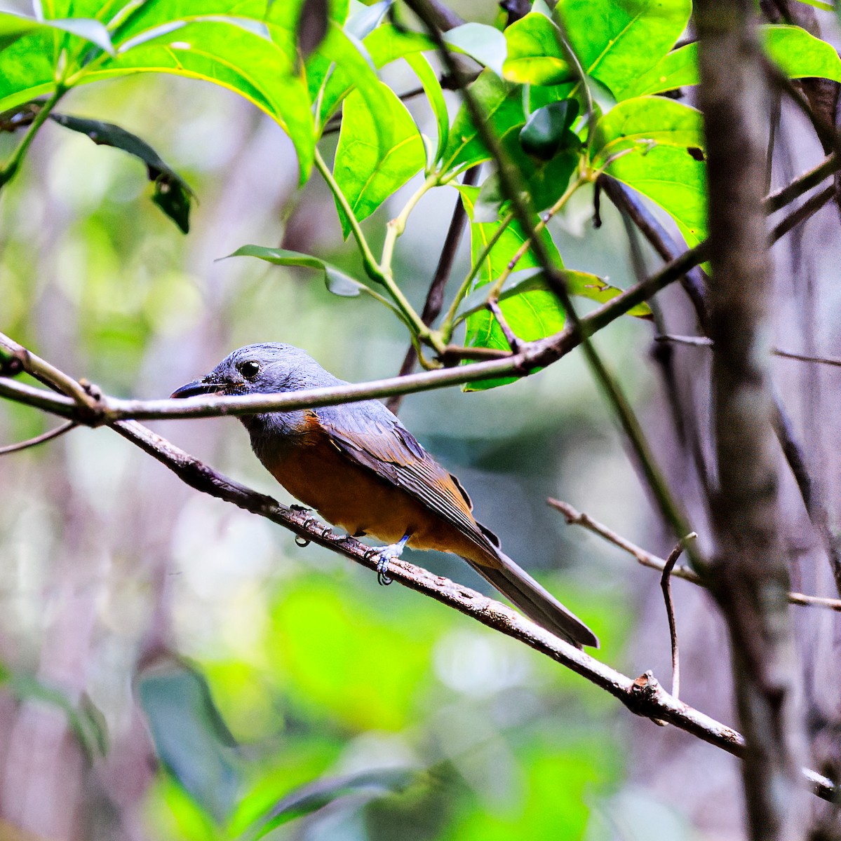 Spectacled Monarch - Ken Janson